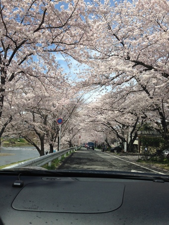 桜のトンネル☆