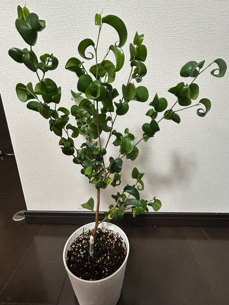アイキャッチ画像