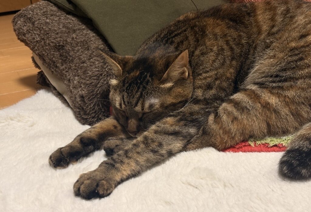 アイキャッチ画像